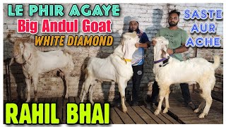 Le Phir Agaye Big Andul Goat RAHIL BHAI | Saste Bade Bakre In Bhiwandi |@Rizwankranti