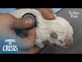 Brand Newborn Puppy Still Attached To Umbilical Cord Is Stuck Between Rocks | Animal In Crisis Ep94
