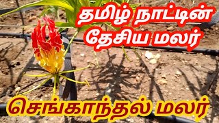 தமிழ் தேசியத்தின் மலர் செங்காந்தல் மலர்