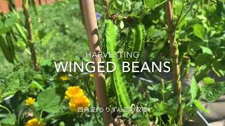 【 Harvesting winged beans 】四角豆/うりずん豆の収穫