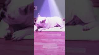 French bulldog- prince- is 9 months old