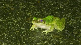 雨中のアマミハナサキガエル　Amami tip-nosed frog in the Rain　奄美大島