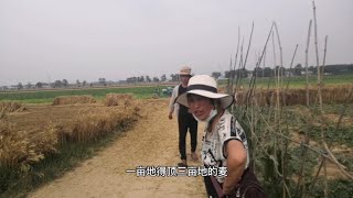 河南农村开始收麦，麦子大面积歪倒，收割机乱要价比去年翻一倍