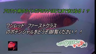 アロワナ用のライトでアロワナはどこまで赤くなるのか！？ワンレッドのポテンシャルをどうぞご覧ください！