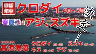 【狙い目】クロダイとアジ、シーバスが狙えるポイント決定！- 高浜漁港 石川県志賀町 編