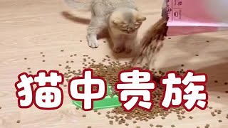 ##搞笑 #tiktok  #funny #LOL #funny video #shorts  集结吧光合创作者 #搞笑配音 #专治不开心 挖掘机挖房子，挖出心得了，效率真高