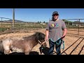 miniature horse training part 1