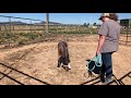 miniature horse training part 1