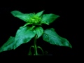 time lapse of sunflower from seed to flower