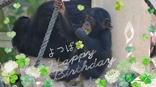 【東山動植物園公式】よつば１歳のお誕生日おめでとう。《 チンパンジー 》