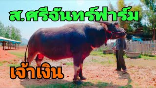 ส .ศรีจันทร์ฟาร์ม อนุรักษ์ควายไทย 0824020604 ป๋าชูรส เจ้าของฟาร์ม อ ลานสัก อุทัยธานี EP1