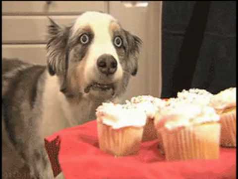 Paranoid Cupcake Dog Cupcake Dog Know Your Meme