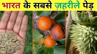 भारत के सबसे जहरीले पेड़ | India's most poisonous plants |