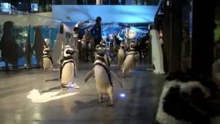 March of Magellan penguins.マゼランペンギンの行進。