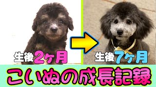 トイプードル子犬の成長記録☆生後２ヶ月→７ヶ月の体重・毛色の変化♪