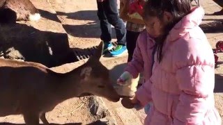 奈良公園で子鹿に鹿せんべいあげてみた。