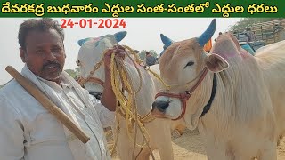 దేవరకద్ర బుధవారం ఎద్దుల సంత | Devarakadra Bulls market | Oxen prices | 24-01-2024 ‎@purnafarms 