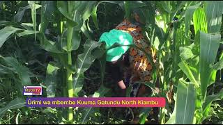 ûrimi wa mbembe Kuuma Gatundu north kiambu county #muciitv #farming #mugambowamurimi