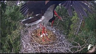 Melnais stārķis~Change over and feeding by  Kaupo ~12:58pm 2018/05/18