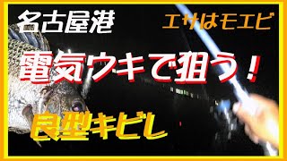 2023年9月　電気ウキで狙うキビレ　名港大江川河口から