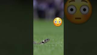This golfer didn’t even see the snake 😱