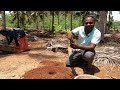 சமவெளியில் மிளகு நடவு செய்தல் part 1 big project plain areas pepper plantation