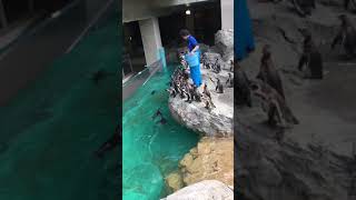 長崎 Nagasaki penguin aquarium 長崎ペンギン水族館 2018