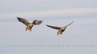 2019 Fall Migration