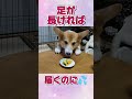 短足コーギーの宿命 あと少しなのに！ かわいい犬 コーギー shorts