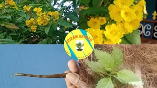 தங்க அரளி வளர்க்க தெரியுமா...?/How to grow yellow Bell plant  by seeds