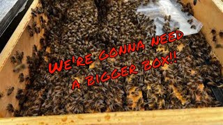 We’re gonna NEED a bigger #bee box | Spring #beekeeping