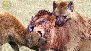 25 Moments When The Lion Was Injured By Hyenas And What Happened Next ?| Animal Attacks