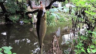 野钓：夏季野河钓鱼，这种钓点别错过，天然的鱼窝，窝里好多鱼星