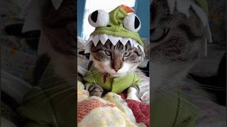 Funny animals 2023😆 - Funniest Cats and Dogs Video🐕🐈231 #shorts