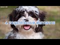 10 เหตุผลที่คนไทยนิยมเลี้ยง ชิห์สุ shih tzu