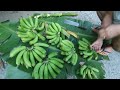 urban gardening harvesting green banana banana variety