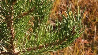 Conifer Endophytes: The Micropartners of Pines