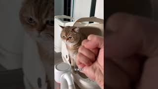 猫咪便秘我出手帮助！结果给我摆臭脸？？#可愛的 #cat #金毛 #shorts