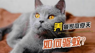 养猫家庭夏天如何驱蚊？试试这4个物理驱蚊法，赶走蚊子还不伤猫