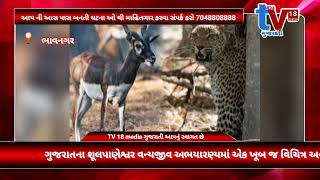 Tv 18 media ગુજરાતના શૂલપાણેશ્વર વન્યજીવ અભયારણ્યમાં એક ખૂબ જ વિચિત્ર અને પીડાદાયક ઘટના સામે આવી છે