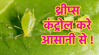 Thrips control easily/आसानी से थ्रीप्स कंट्रोल करे