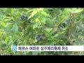 [안동MBC뉴스]상주 '베리'축제, 메르스 확산에 '전격 취소'