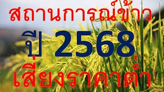 ปัจจัยลบเพียบ สถานการณ์ราคาข้าวปี 2568 เสี่ยงราคาต่ำ