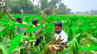 মাঠ থেকে টাটকা চাষের কচুর লতি তুলে ঠাকুমার সব থেকে পছন্দের রান্না সঙ্গে লঙ্কা ভাজা | villfood