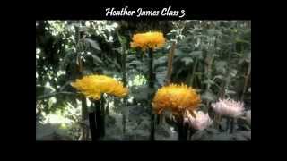 Growing Chrysanthemums: September/October Tasks