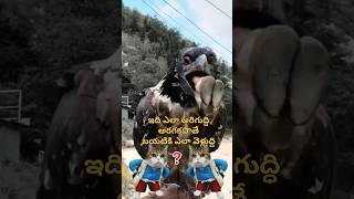 ఇది ఎలా అరుగుద్ది? 🦇 #viral #wildbirds #b_allert