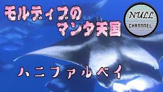 【モルディブ】圧倒的数！マンタの大群まとめ【horde of manta rays】