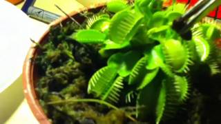 Venus Flytrap Eats Beetle