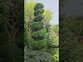 bonsai ogrod ogród garden niwaki rośliny topiary