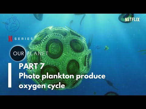 What role does plankton play in oxygen cycle?